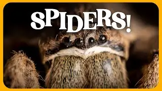 5 Hairy facts about spiders