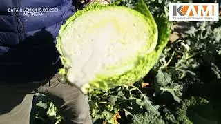 Капуста савойская Мелисса от Бейо Заден