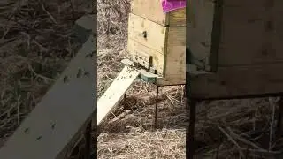 весна полным ходом. пчелы облетываются, облет молодой пчелы