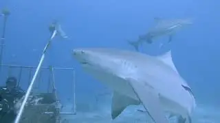 Bull Shark Dive  Barefoot Kuata 4K
