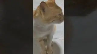 cat moki