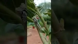 butterfly birth