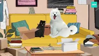 Помощь в переезде  | Кот Бублик