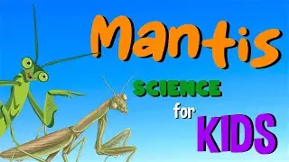 Mantis | Science for Kids