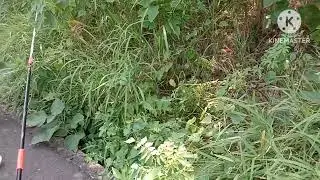 nanguha kami ng bunga ng Puno