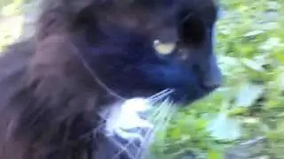 3. Кот прибалдел