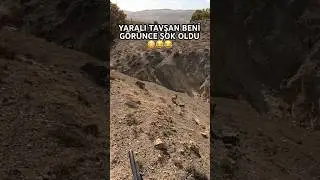 Yaralı Tavşan Beni Görünce Şok Oldu 😳😂😂 #hunting #harehunting #reels #hunter