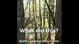 What caused this tree scrape in the Mississippi swamp?