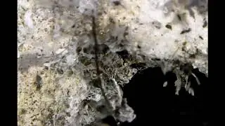 Up Close & Personal - (springtails, nematodes, mites, moss)