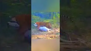 Тигр атакует корову.