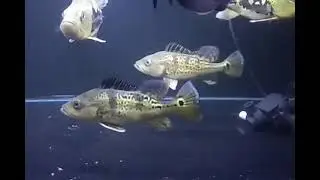 peacock bass kelbery bocil mantap