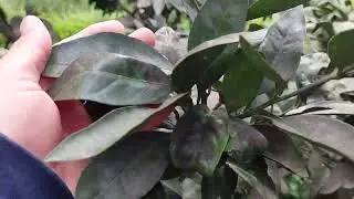Мандарины по Кобулетски и орехи по Русски😊