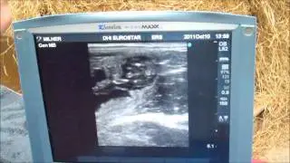 Equine foetal sexing using Sonosite MicroMaxx - BCF Technology video