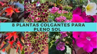 8 plantas COLGANTES para pleno SOL | PLANTAS colgantes RESISTENTES al SOL