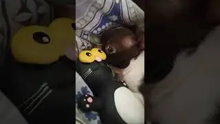 Чихуа Хуа Дуся.                           13 июля 2023 г.