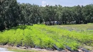 50,000 Moringa Trees on 5 acres
