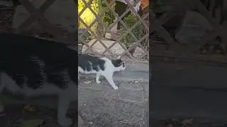 Коты Еревана. Армения. Yerevan cats. Armenia.