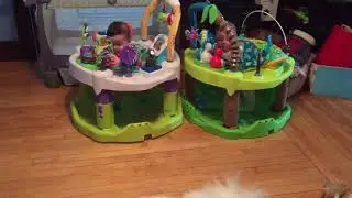 American Eskimo dog makes baby twins laugh