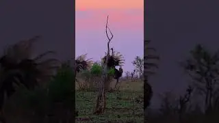 Ostrich FIGHT! Kruger National Park, South Africa #nature