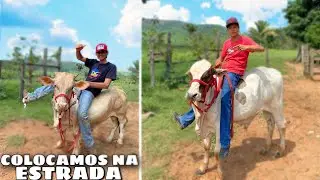 BORDADO E MEGA BOI NA ESTRADA