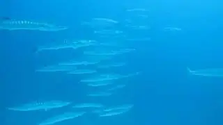 School of big barracudas