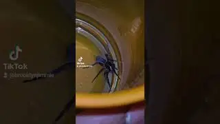 Galaxy s24 Ultra: One Spider One Cup