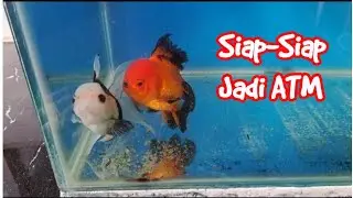 Ciri Ikan Koki Siap Bertelur...CUAN BOS