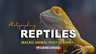 Photographing REPTILES - MACRO Animal Photography