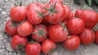Qashqadaryo Koson tumanida Fazliddin dehqonning Ochiq dala Pomidor hosillari zoʻr boʻldi.