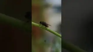 #nationalgeographic #natural #macrovideography #macrophotography #macrowildlife #Natgeo