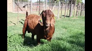 Goat VALUE Chain Interventions in Zimbabwe