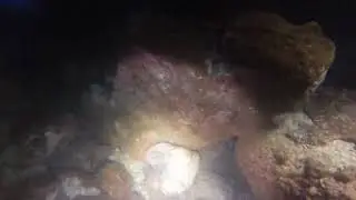 Mergulho Noturno - Laje de Santos (GoPro Hero4) Live Stream 30/03/2018