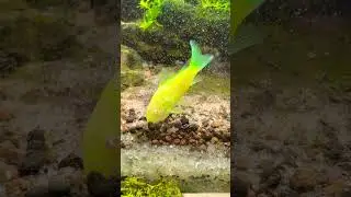 Glow Corydoras Digging
