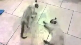 Cat Fight