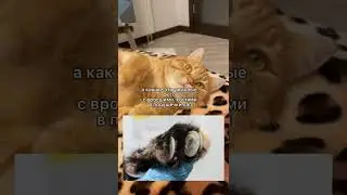 Надо стричь когти кошкам или нет? 