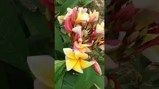 Plumeria Frangipanier