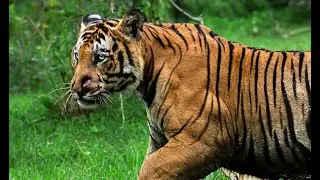 Bandipur male tiger Mookha killed a big male Gaur