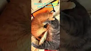 Two Naughty Cats. Cat's Funny Life. Cute Cats Jessica & Johnny 