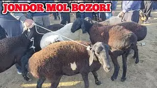 JONDOR MOL BOZORI ONA BOLA QOʻYLAR NARXLARI 18.09.2022