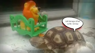 🌻ROMA TAK SIHAT...apa nak buat? ubat pun dah di beri masih tidak mahu makan juga