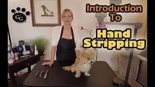 Hand Stripping Basics - Gina's Grooming