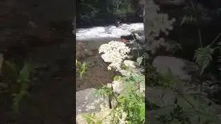هذا ما يسمى بخرير المياه #andorra  #andorralavella #europe