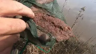Лужа на кукурузном поле Нескучная жизнь.
