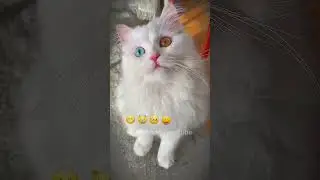 I am a Big Cat now 😎 