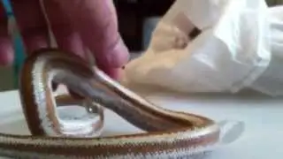 Unboxing my new Rosy Boa from Outback Reptiles
