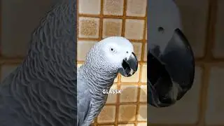 The Bird’s Asking Questions 😰