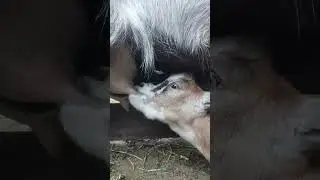 Пейте дети молоко