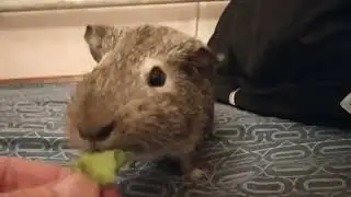 а може ще є? #guineapig #морская_свинка #мурчак