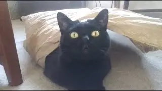 Luka Adoption Day. With 2 Bonus Kitty Songs.