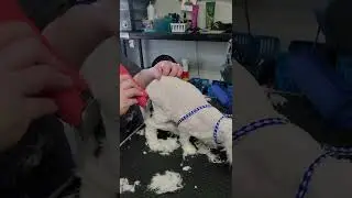 Severely Matted | Senior | Deaf Cat |MUST SEE